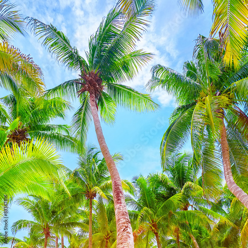 Fresh green palm trees background