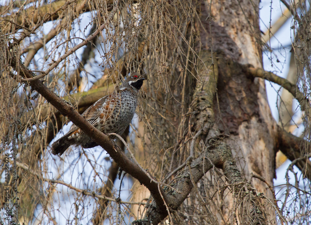 Hazel grouse on the branch Hazel grouse on the branch
