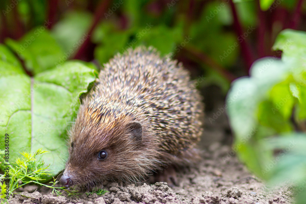 Obraz premium hedgehog