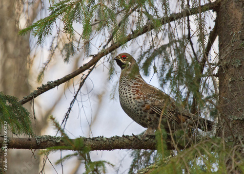 Fotografie Hazel grouse on the branch