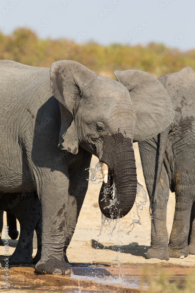 Fototapeta premium Elephant drinking and splashing water on dry and hot day
