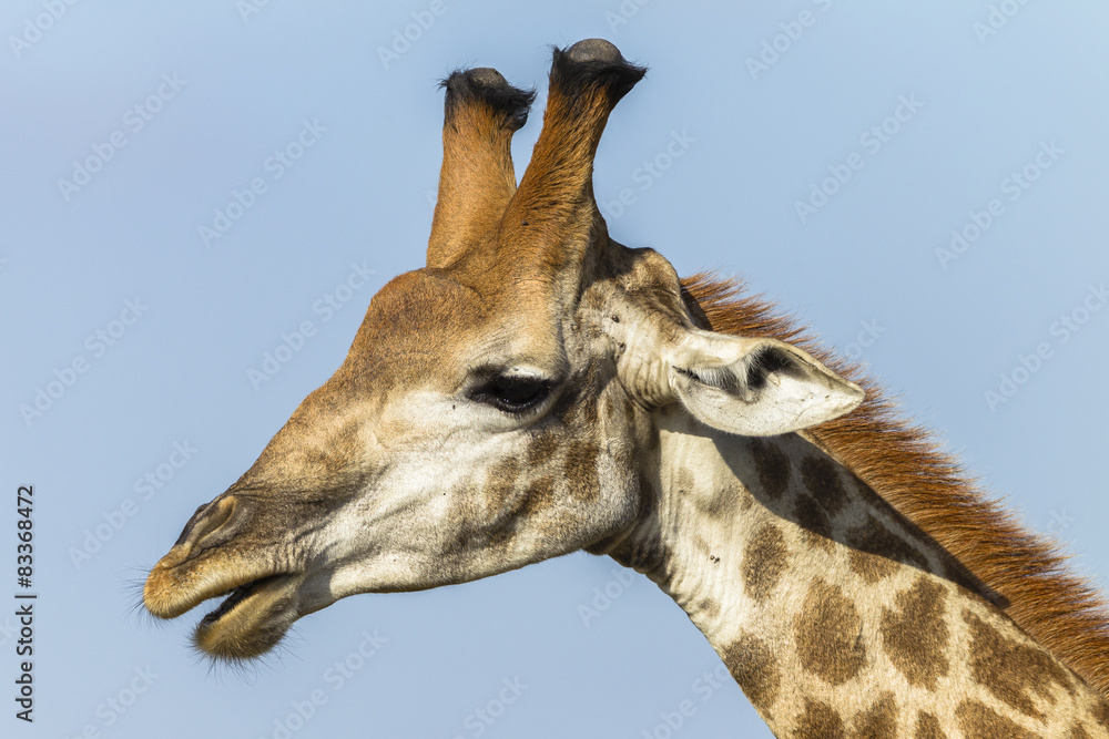 Obraz premium Giraffe Head Wildlife