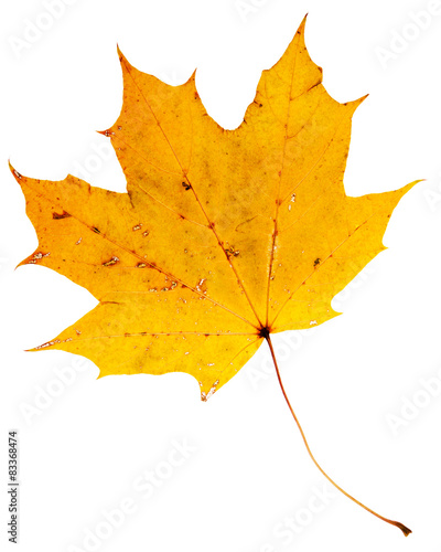 Beautiful golden maple leaf