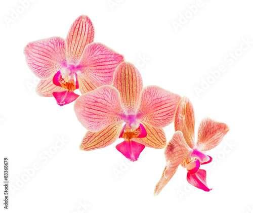 Phalaenopsis orchid flowers