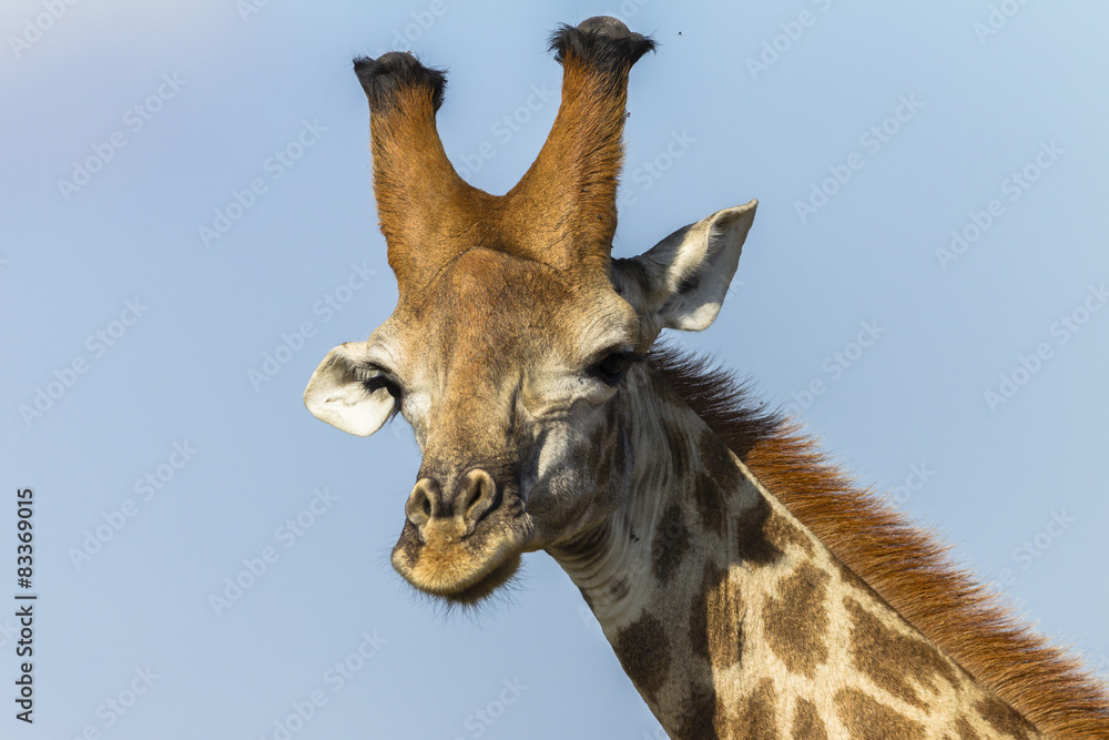 Fototapeta premium Giraffe Head Wildlife