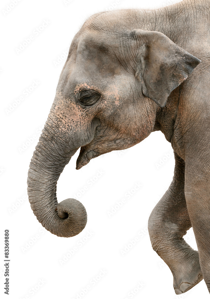 Fototapeta premium Fröhlicher Elefant im Profil