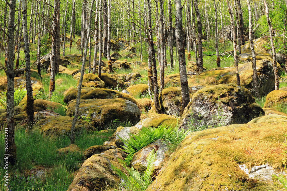 Obraz premium Wood in north, Norway