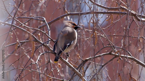 Bohemian waxwing  - songbird passerine photo