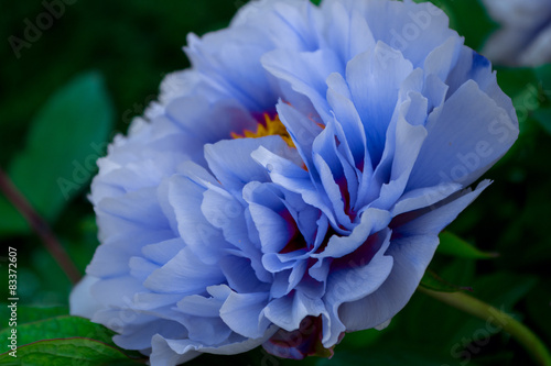 Картината върху платно Peony and the scar