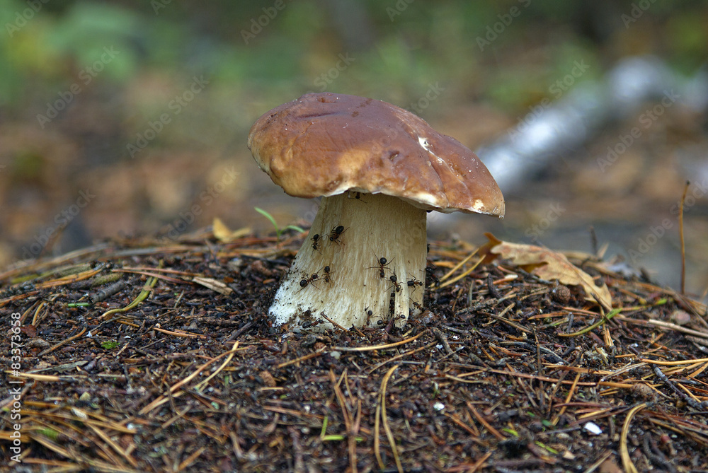 Porcini Mushroom, Porcini Mushroom in the anthill Porcini Mushroom, Porcini Mushroom in the anthill