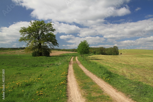 Weg durch Fr  hlingswiesen