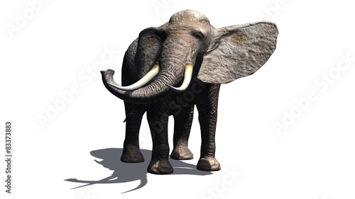 elephant - isolated on white background