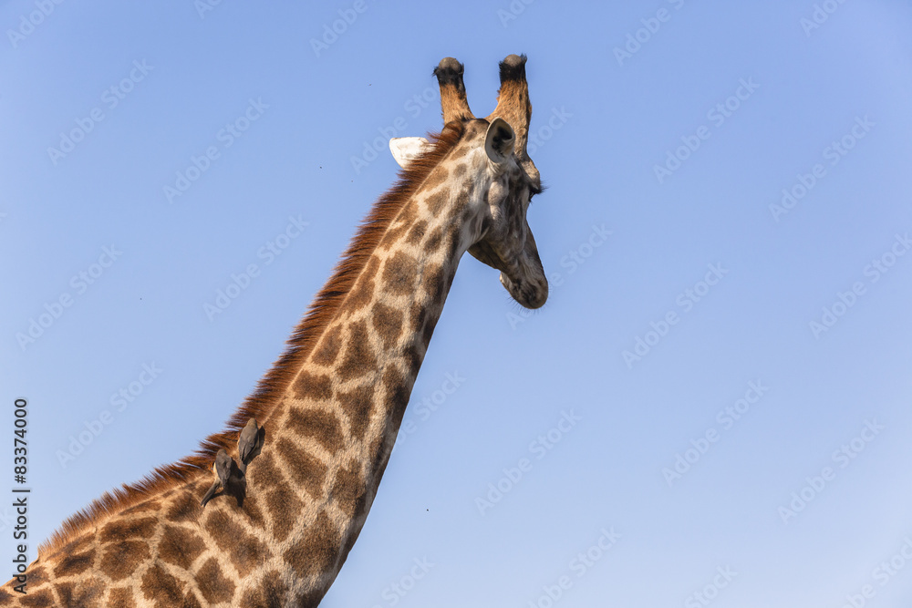 Giraffe Birds Relationship Nature Giraffe Birds Relationship Nature