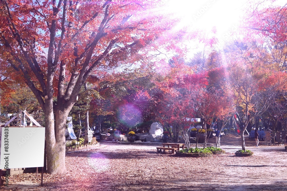 Obraz premium beautiful sunlight. 