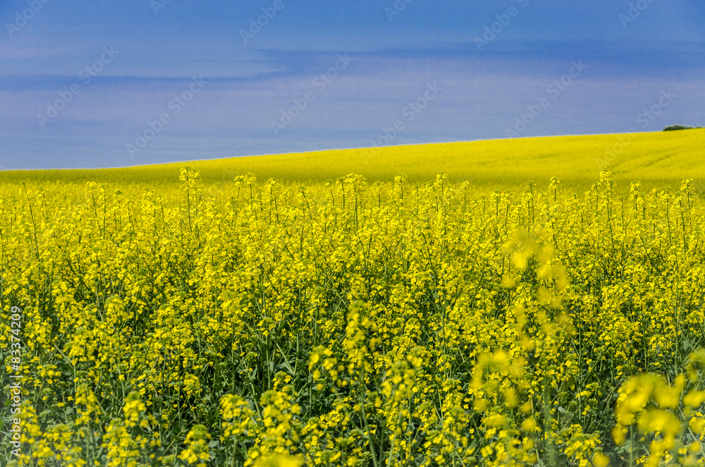 Blooming yellow flowers on the field against the blue sky Blooming yellow flowers on the field against the blue sky