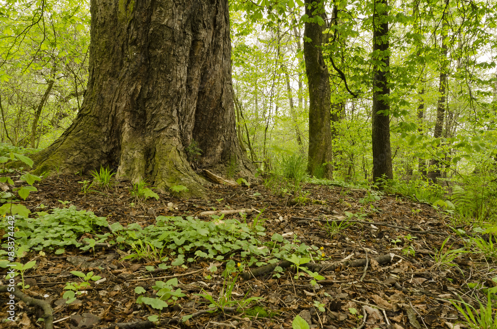 trunk of a chestnut forest