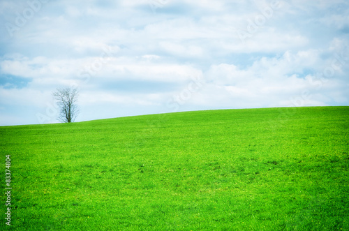One tree on the horizon green meadow