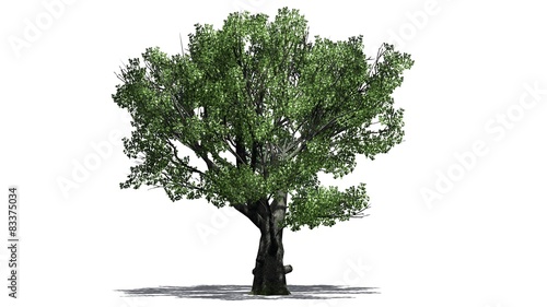 White oak tree - isolated on white background