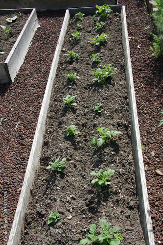 carré potager