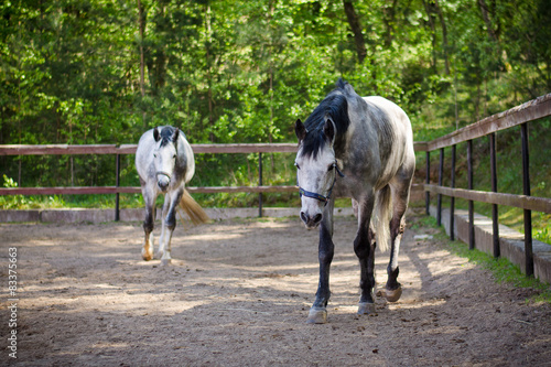 horses in paddock © vprotastchik