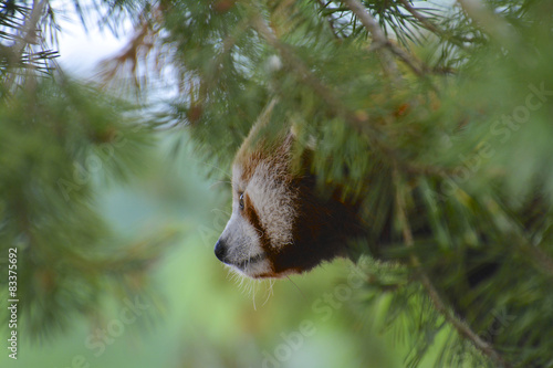 Fototapeta Naklejka Na Ścianę i Meble -  panda roux