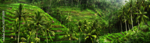 Rice fields near Ubud in Bali