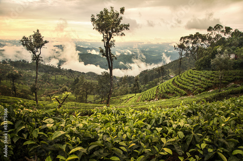Tea plantation in Sri Lanka photo