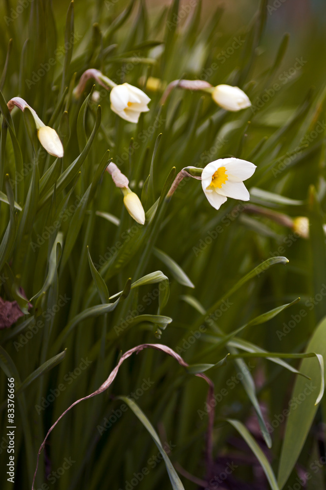 Fototapeta premium Daffodils bloom.