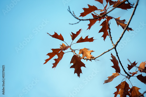 The beauty of oak leaves. © zimogljad