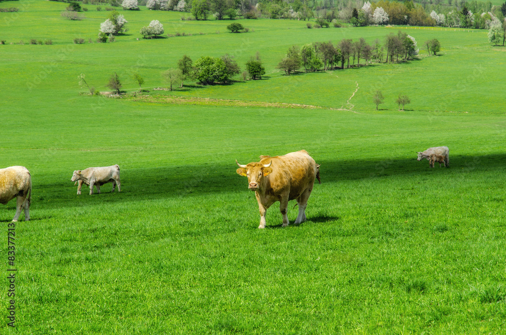 Fototapeta premium herd of cows grazing on a green meadow