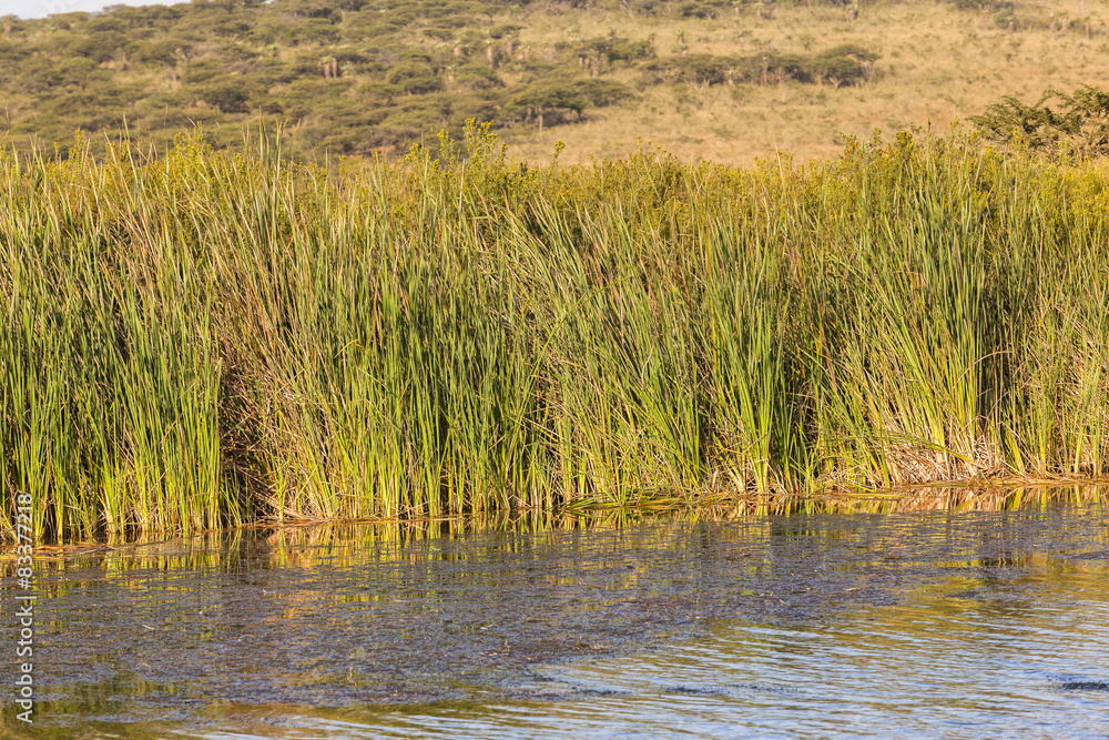 Wetland Reeds Nature Wilderness Wetland Reeds Nature Wilderness