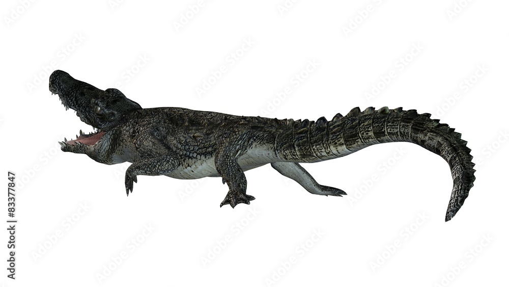 Crocodile - isolated on white background Crocodile - isolated on white background