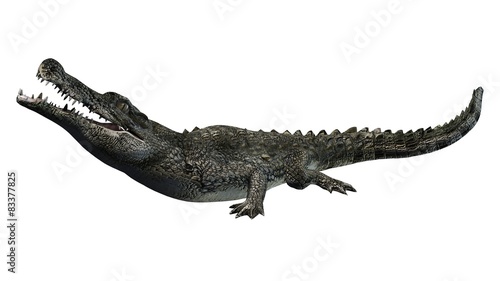 Crocodile - isolated on white background © sabida