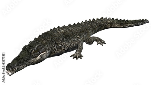 Crocodile - isolated on white background © sabida