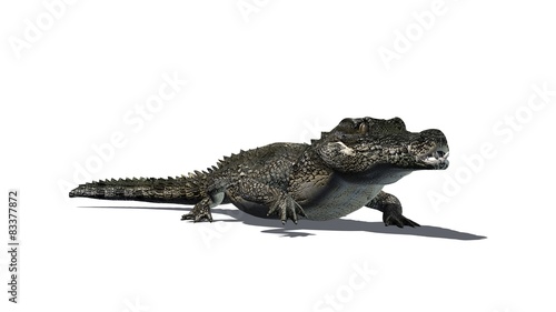 Crocodile - isolated on white background