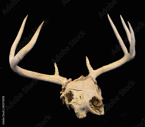 Whitetail buck skull with antlers isolated on black.