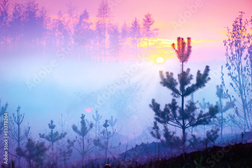 Beautiful nature sunrise foggy landscape. Misty forest