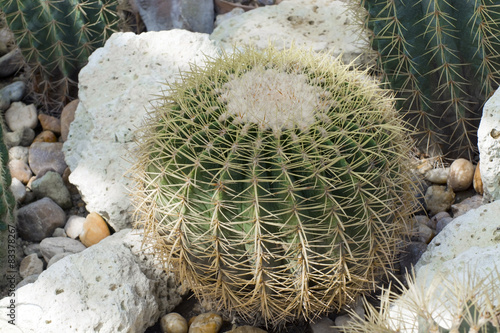 Chin cactus (Gymnocalycium sp.) photo