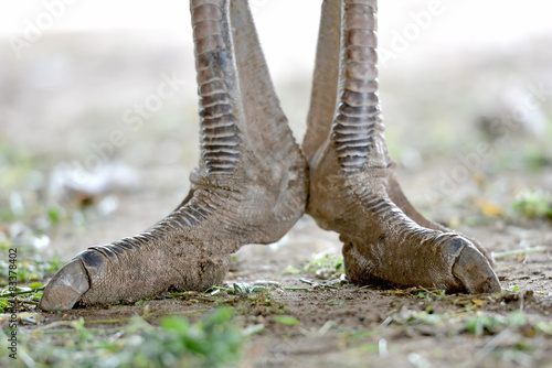 ostrich foot
