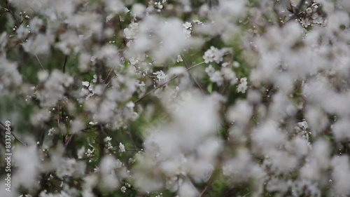 Flowering cherry tree photo