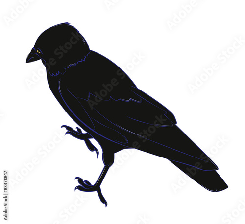 Black crow