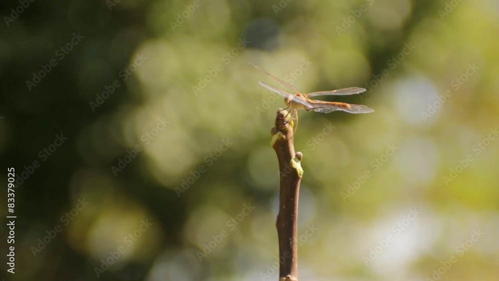 Green dragonfly flies away and sits on the brown branch Green dragonfly flies away and sits on the brown branch