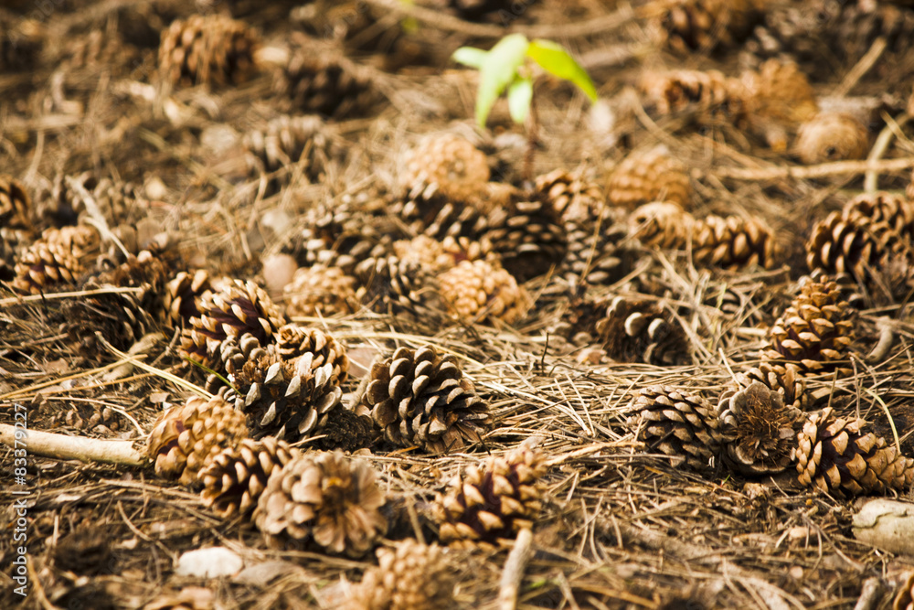 Pine cones on woodland floor Pine cones on woodland floor