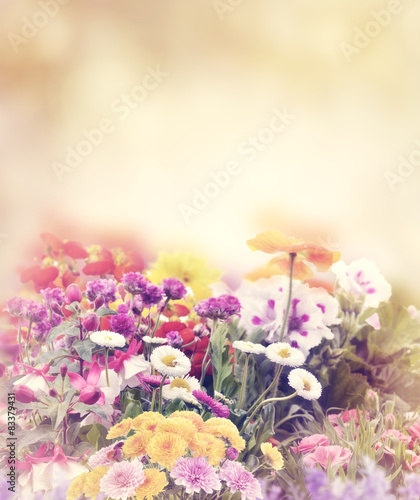 Fototapeta Flowers In The Garden