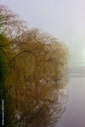 Bäume im Dunkeln