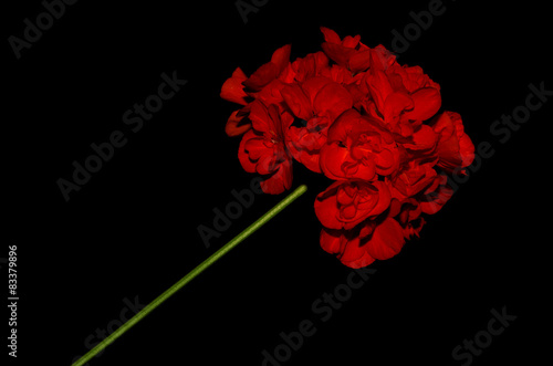 Fototapeta Naklejka Na Ścianę i Meble -  Geranium flower on a black background