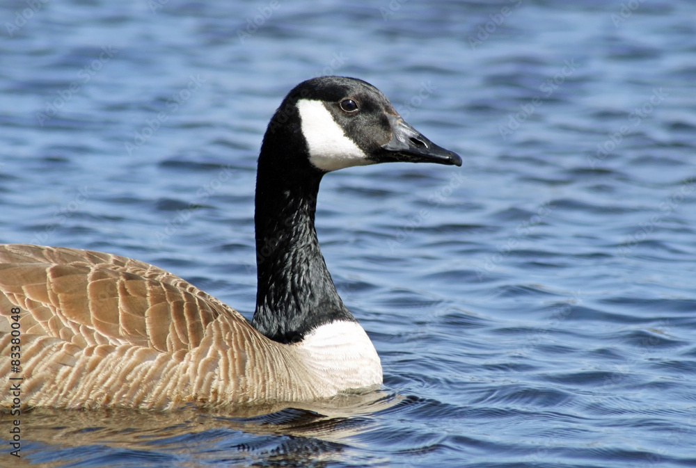 The Canada Goose swimming on calm blue waters
The Canada Goose swimming on calm blue waters