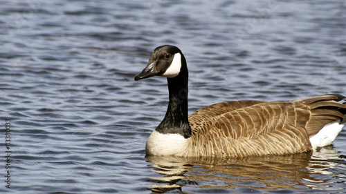 The Canada Goose swimming on calm blue waters 
