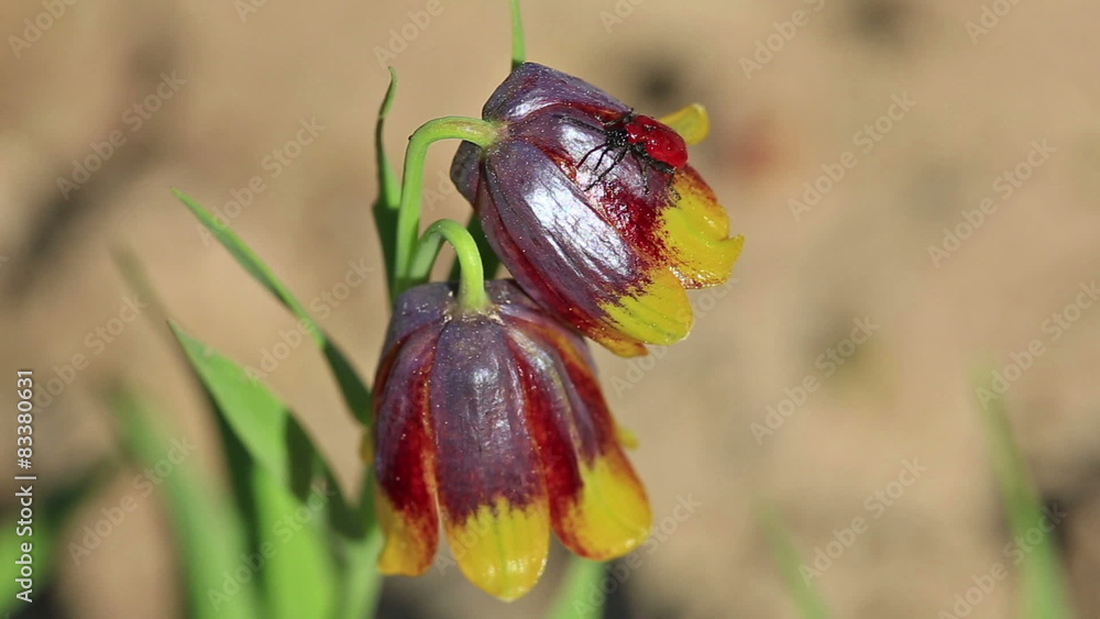 flower fritillary Michael and little red beetle flower fritillary Michael and little red beetle