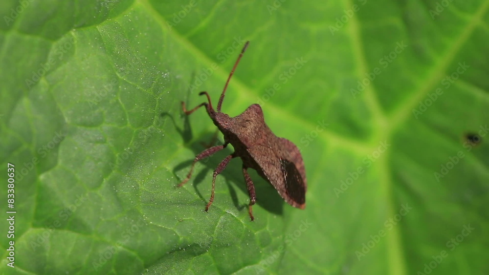 Herbal bug sitting on a green leaf Herbal bug sitting on a green leaf